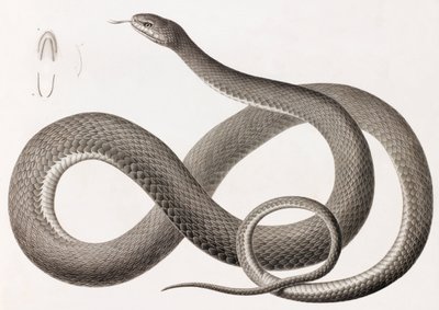 Krybdyr: et nærbillede af en illustration af en slange af Unbekannt