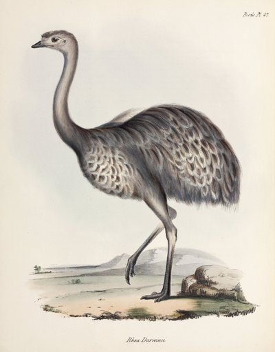 Rhea, Sydamerika, c 1832-1836 af Unbekannter Künstler