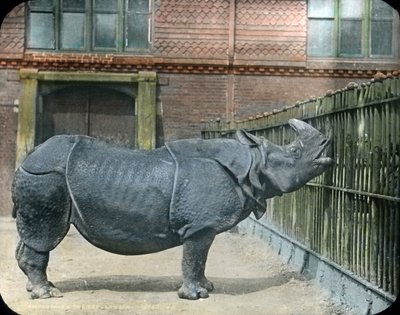 Næsehorn af Unbekannter Künstler