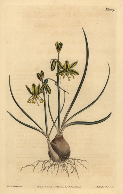Riband albuca, Albuca vittata af Unbekannt