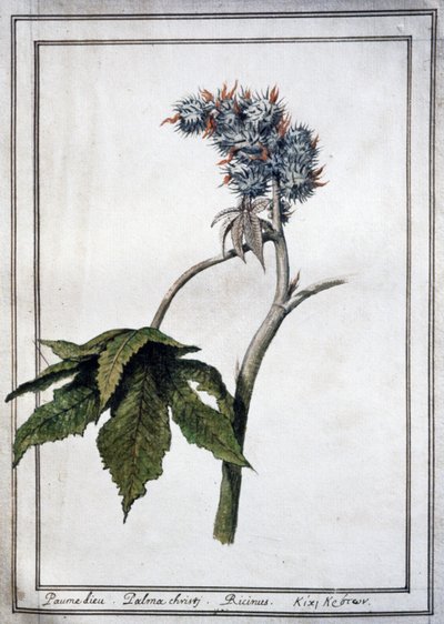 Ricinus communis af Unbekannter Künstler