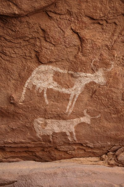 Klippekunst, forhistorie: Klippemaleri af to køer med store horn (langt horn) i et udsmykket læ, i Uweinat-massivet, Sudan (Karkur-Talh eller Karkur Talh). Periode fra 8000 til 3000 år f.Kr. Fotografering af Unbekannt