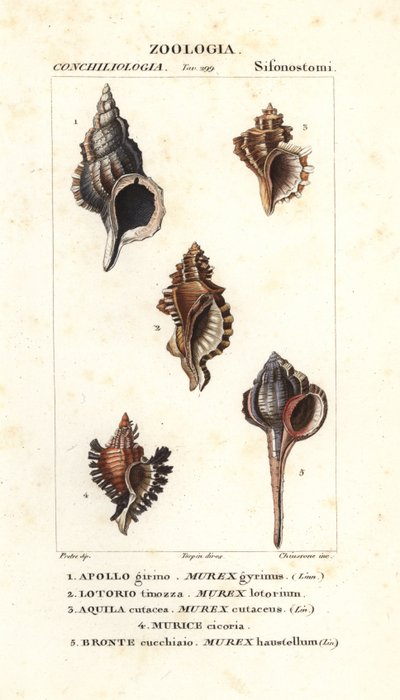 Klippesnegle fra Jussieus "Dictionary of Natural Science", Firenze, Italien af Unbekannter Künstler