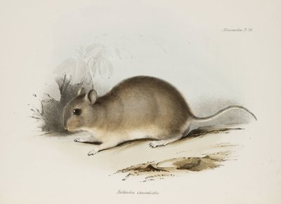 Gnaver, c 1832-1836 af Unbekannter Künstler