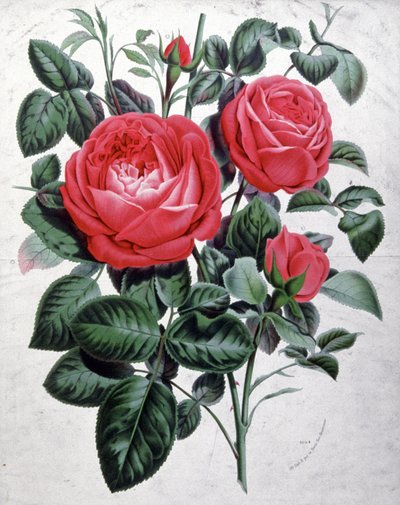 Roser, ca. 1850 (kobberstik) af Unbekannter Künstler