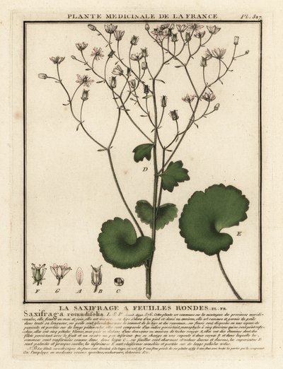 Rundbladet saxfrage, Saxifraga rotundifolia. af Unbekannter Künstler