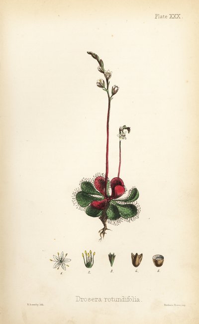 Rundbladet soldug, Drosera rotundifolia. Håndkoloreret litografi af Henry Sowerby fra Edward Hamiltons Flora Homeopathica, Bailliere, London. af Unbekannter Künstler
