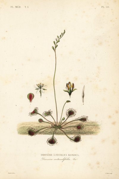 Rundbladet soldug eller almindelig soldug, Drosera rotundifolia, Droserie a feuilles rondes af Unbekannt