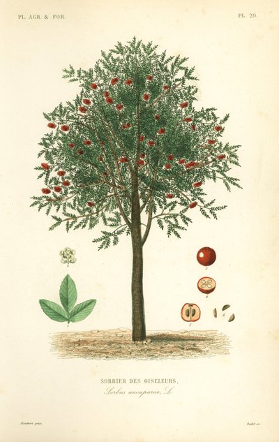 Røn eller bjergasketræ, Sorbus aucuparia, Sorbier of the Oiselers af Unbekannt
