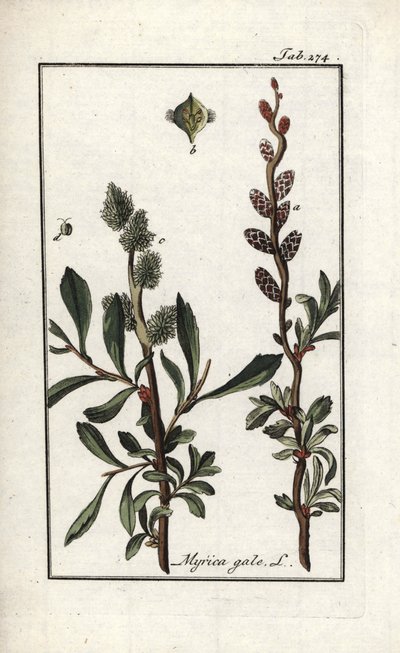 Kongepeber eller sumpmyrte (Myrica gale). Litografi fra "Afbeelding der Artseny-Gewassen" af Johannes Zorn (1739-1799), Holland af Unbekannter Künstler