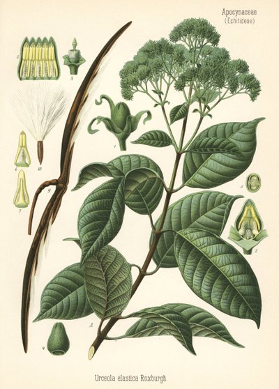 Gummitræ, Urceola elastica. Kromolitografi efter en botanisk illustration fra Hermann Adolph Koehler