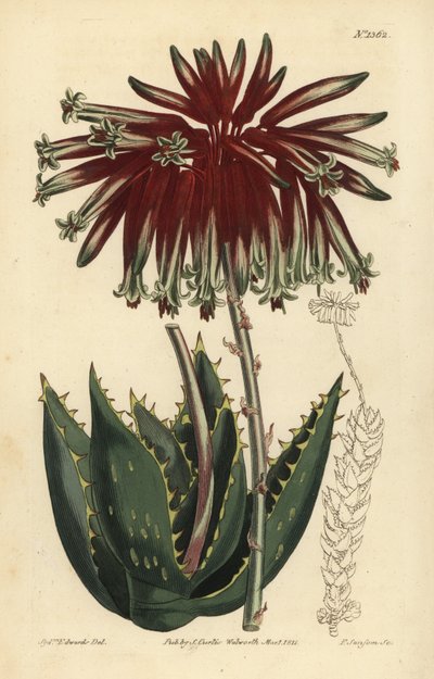 Grusaloe eller geringsaloe, Aloe perfoliata (mindst geringsaloe, Aloe mitraeformis brevifolia) af Unbekannt