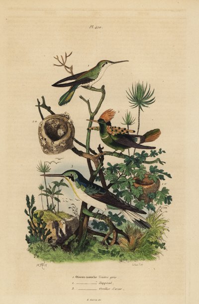Rufous tailed kolibri, Amazilia tzacatl, Tufted coquette, Lophornis ornatus og sortøret fe, Heliothryx auritus Gråbuget kolibri, nakkekrave, azurblå ører af Unbekannt