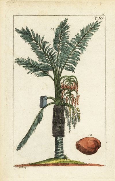Sago palm tree, Metroxylon sagu. af Unbekannter Künstler