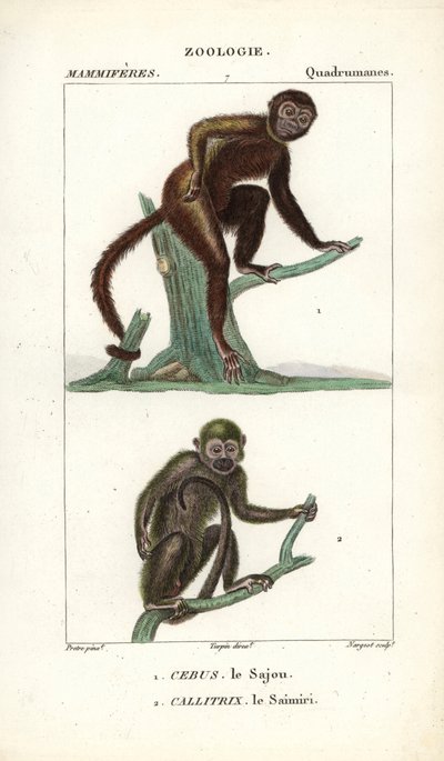 Sajou eller saphogano eller kapucinerabe og saimiri eller egernabe - Eau forte af Jean Gabriel Pretre (1780-1845), graveret af Carnonkel, til naturvidenskabelig ordbog: pattedyr af Frederic Cuvier, redigeret af Pierre Jean Francois Turpin (1775-1840), udg. af Unbekannter Künstler