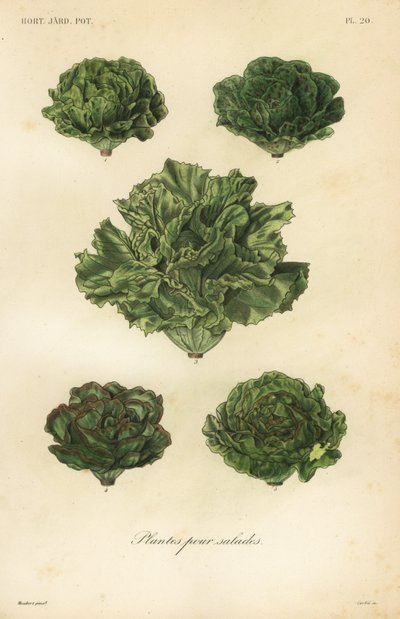 Salat grøntsager, planter til salater af Unbekannt