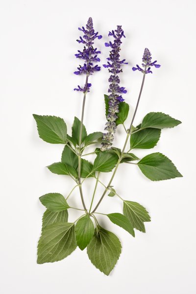 Salvia longispicata (s) farinacea/Big Blue/Hybrid Salvie af Unbekannt