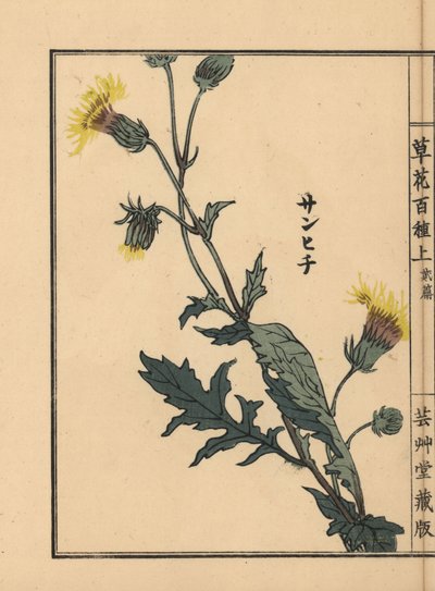 Sanhichisou eller japansk purpurpassion, Gynura japonica. Håndkoloreret træsnit af Kono Bairei fra Kusa Bana Hyakushu (One Hundred Varieties of Flowers), Tokyo, Yamada af Unbekannter Künstler