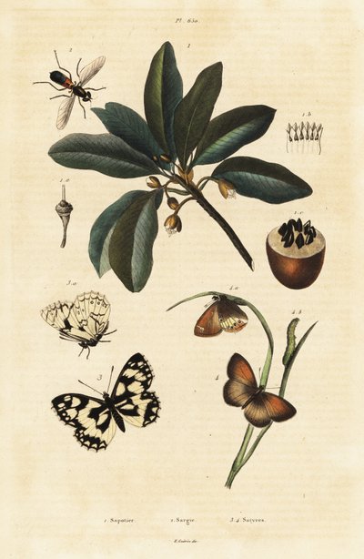 Sapodilla og møl. af Unbekannter Künstler