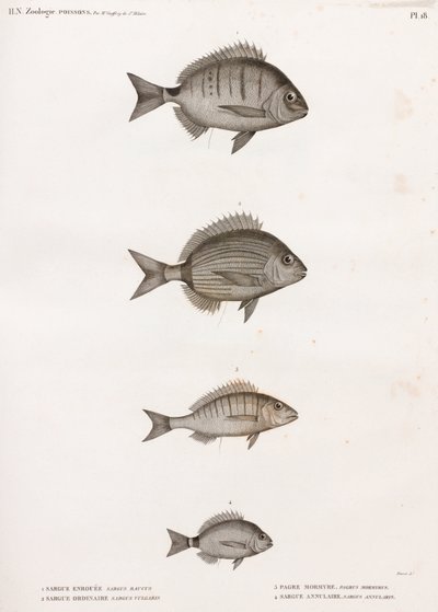 Sargue Enrouee; Almindelig Sargue; Pagre Mormyre & Annular Sargue af Unbekannt