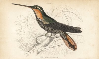 Savbuget eremit, Ramphodon naevius (plettet savbuget kolibri). Håndkoloreret stålstik af William Lizars fra Sir William Jardine