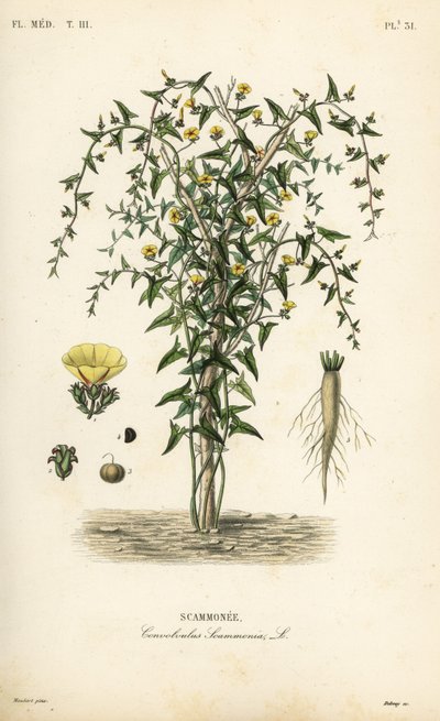 Scammony, Convolvulus scammonia, Scammonee af Unbekannt