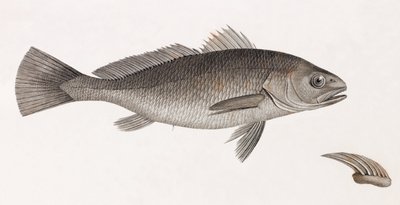 Videnskabsørn af Unbekannt
