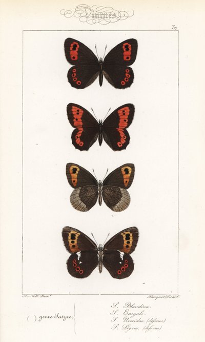 Skotsk argus, Erebia aethiops, stor ringdrossel, Erebia euryale, efterårsringdrossel, Erebia neoridas (ventral), og Arran brown, Erebia ligea (ventral). Håndkoloreret stålstik af brødrene Pauquet efter en illustration af Alexis Nicolas Noel fra Hippoly af Unbekannter Künstler