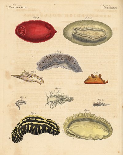 Havsnegle: Phyllidia varicosa 1,2, Tergipes limacina 3,4, Aeolidia papillosa 5, Scyllaea pelagica 6, Tritonia hombergii 7, Polycera quadrilineata 8 og Platydoris argo 9,10. Håndkoloreret kobberstik fra Friedrich Johann Bertuchs Bilderbuch fur af Unbekannter Künstler
