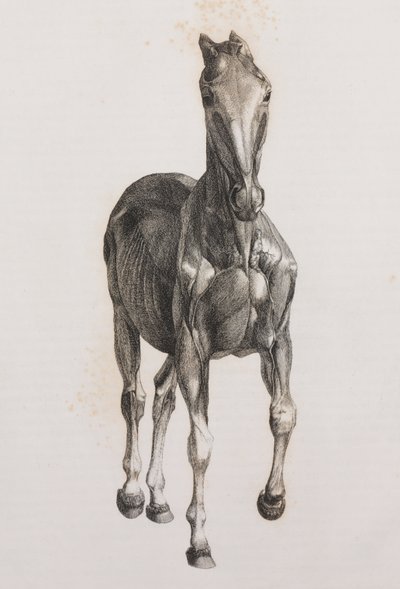 Andet dissekeret lag af en hest, set forfra af Unbekannt