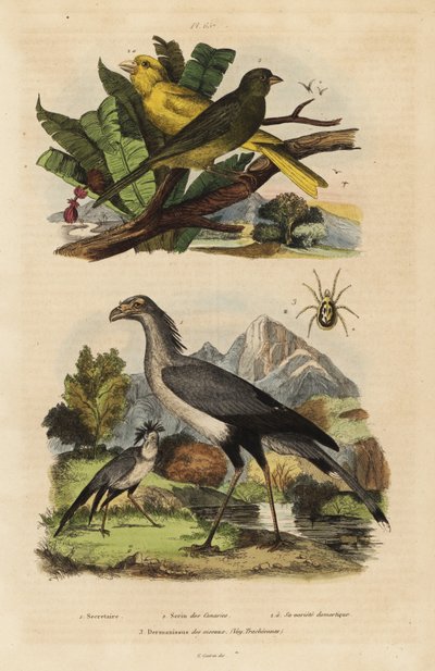 Sekretærfugl, Sagittarius serpentarius, vilde og tamme kanariefugle, Serinus canaria af Unbekannt