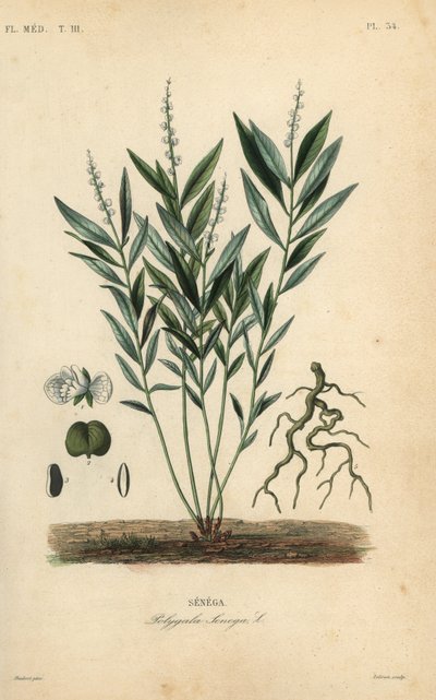 Seneca slangerod eller klapperslangerod, Polygala senega, Senega af Unbekannt