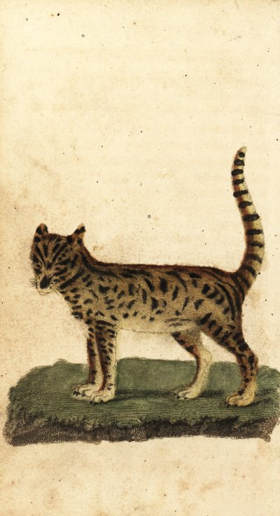 Serval, Leptailurus serval., 1800 (gravering) af Unbekannter Künstler