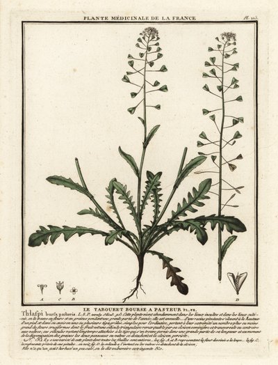 Hyrdepung, Capsella bursa-pastoris. af Unbekannter Künstler
