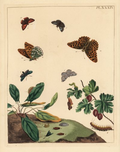 Sølvplet-sommerfugl, Argynnis paphia, skovmøl, Adscita statices, L. eller stikkelsbærmøl, Halia vauaria, lille kobbersommerfugl, Lycaena phlaeas, dyndflue, Erynnis tages, og stikkelsbærbusk, Ribes grossularia. Håndkoloreret litografi af Unbekannter Künstler