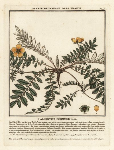 Sølvnød, Potentilla anserina. af Unbekannter Künstler