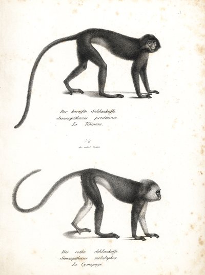 Sølvfarvet lutung, Trachypithecus cristatus (Semnopithecus pruinosus) og Sumatrasurili, Presbytis melalophos (Semnopithecus melalophos) er truet. Litografi af Karl Joseph Brodtmann fra Heinrich Rudolf Schinz