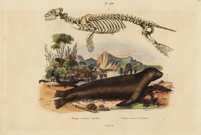 Skelet af almindelig sæl, Phoca vitulina 1, og australsk søløve, Neophoca cinerea 2 af Unbekannt