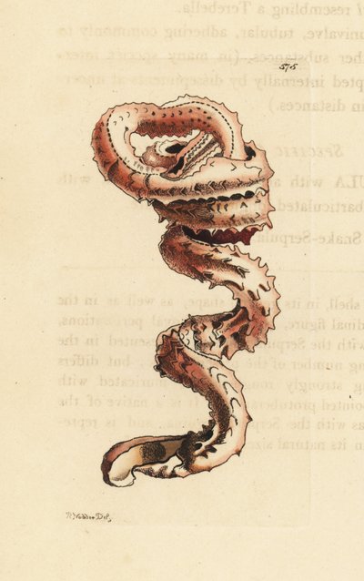 Spalteormsskal, Tenagodus anguinus (Muricated serpula, Serpula muricata). Illustration tegnet og graveret af Richard Polydore Nodder. Håndkoloreret kobberstik fra George Shaw og Frederick Nodders The Naturalist