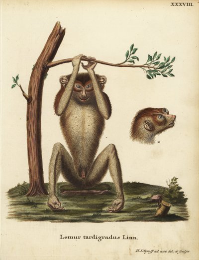 Langsom lemur eller rød slank loris, Loris tardigradus. Udryddelsestruet. Lemur tardigradus Linn. Håndkoloreret kobberstik tegnet og graveret efter naturen af Hermann Jakob Tyroff fra Johann Christian Daniel Schrebers Animal Illustrations after Nature, ell af Unbekannter Künstler