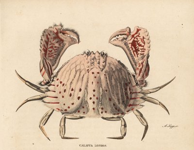 Glat eller rødplettet taskekrabbe, Calappa calappa (Calappa lophos). Håndkoloreret stålstik af A. Scipp fra Georg Friedrich Treitschkes naturhistoriske galleri, Naturhistorischer Bildersaal des Thierreiches, Liepzig-1842. af Unbekannter Künstler