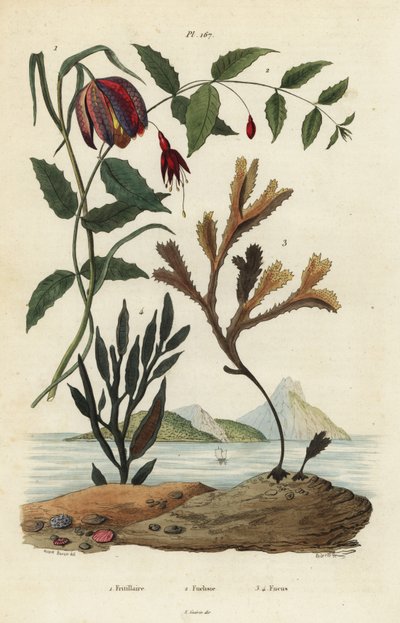 Slangehoved-fritillary, Fritillaria meleagris 1, kolibri-fuchsia, Fuchsia magellanica 2, tandstang, Fucus serratus 3 og Fucus siliqueux 4. Fritillaire, Fuchsie, Fucus af Unbekannt