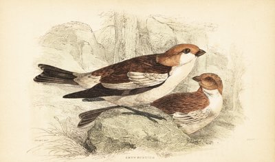 Snespurv, Plectrophenax nivalis.1889 (gravering) af Unbekannter Künstler