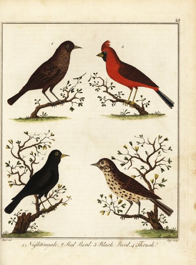 Sangfugle: nattergal, rød fugl, sort fugl og drossel. 1792 (gravering) af Unbekannter Künstler