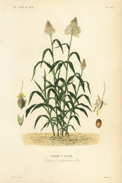 Sarghum græs, Stor hirse, Durr, Joari eller milo, Sarghum bicolor, Sarghum sanccharatum, Sarghum a sucre af Unbekannt