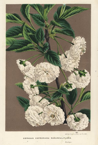Surkirsebærtræ, Prunus cerasus (caproniana ranunculiflora). Håndkoloreret litografi fra Louis van Houtte og Charles Lemaires Flowers of the Gardens and Hothouses of Europe, Flore des Serres et des Jardins de l