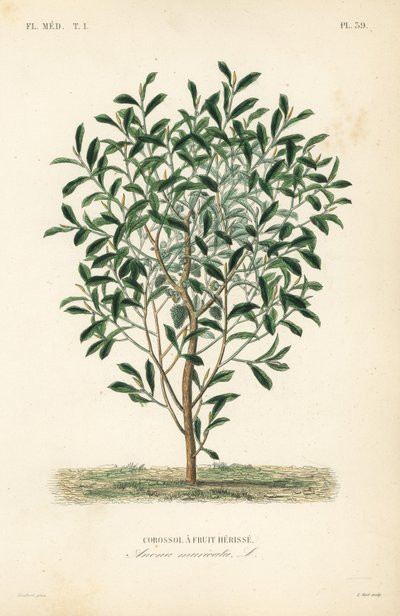 Soursop, graviola eller guyabano træ, Annona muricata, Corossol a fruit herisse af Unbekannt