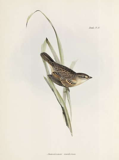 Spurv eller finke, c 1832-1836 af Unbekannter Künstler