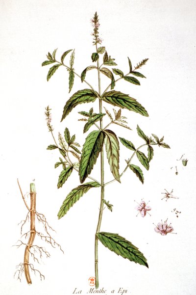 Spearmint af Unbekannter Künstler