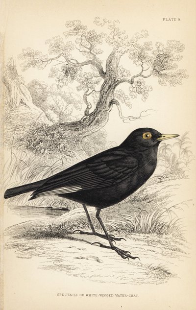 Brilletyrann, Hymenops perspicillatus (Brille- eller hvidvinget vandrikse, Perspicilla leucoptera). Håndkoloreret stålstik af William Lizars efter en illustration af William Swainson fra Sir William Jardine